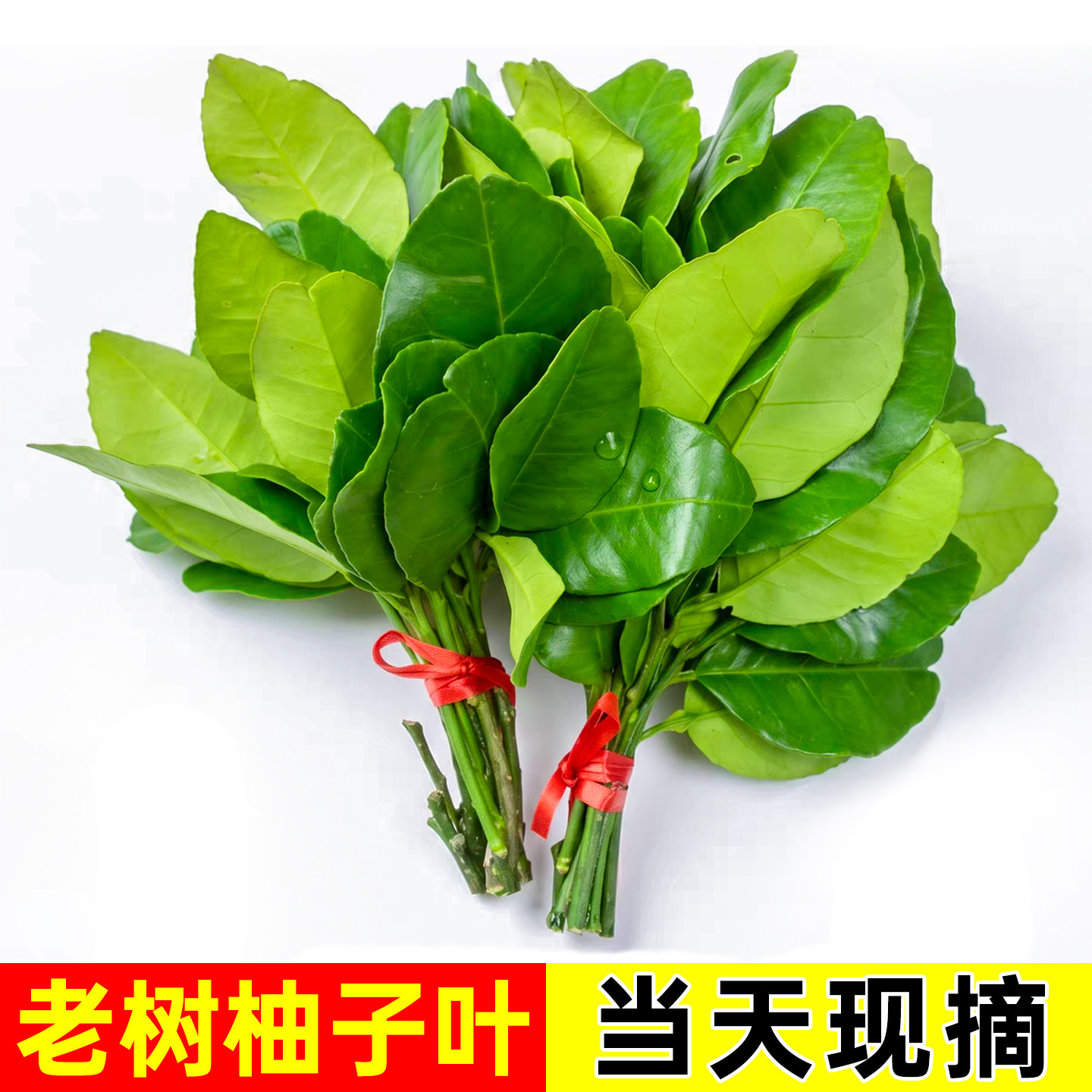 柚子叶现摘碌柚叶带枝老树柚子叶子树叶乔迁新居沐浴青团柚树叶子
