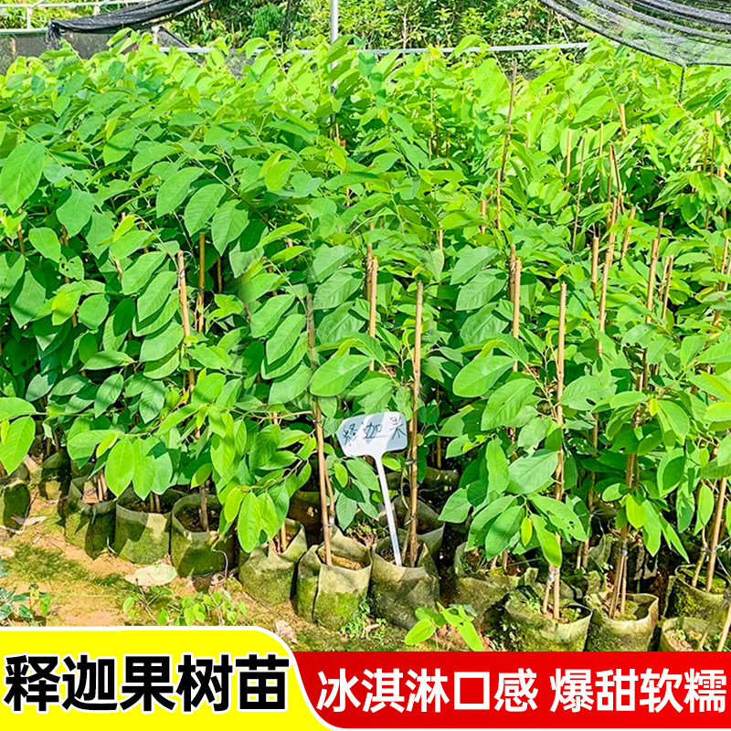榴莲释迦果树苗嫁接凤梨释迦甜水果苗盆栽牛奶释迦果树苗四季种植