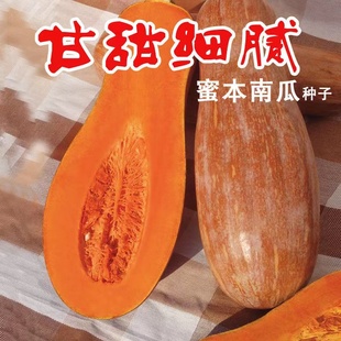 蜜本南瓜种子早栗密本超甜粉面早熟耐贮运蔬菜传统大南瓜种籽