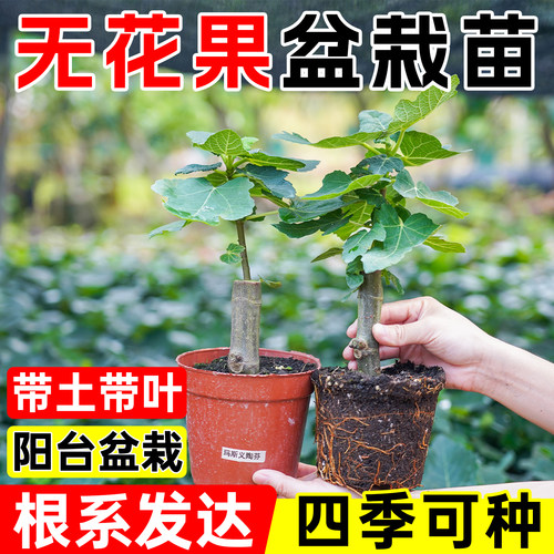 无花果树苗带果发货包成活