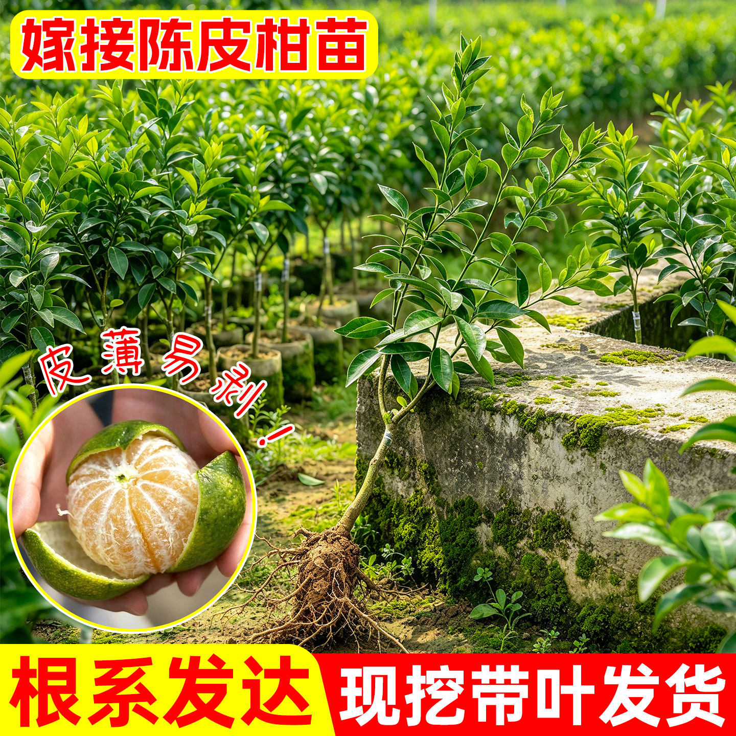 陈皮柑树苗嫁接裸根正宗新会柑橘果树种植盆栽南北方种植基地直发