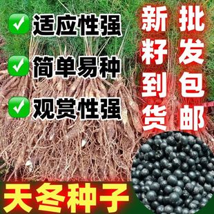 正宗天冬种子云南天门冬种子种苗大天冬种籽天冬籽门冬中药材种子