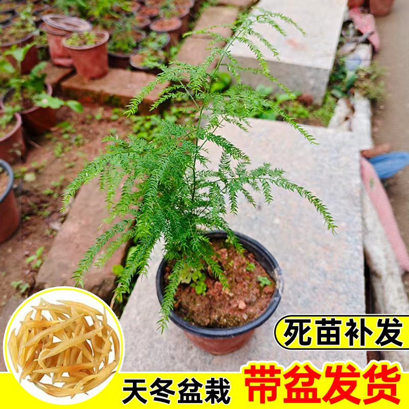 天冬苗特级一等品药材绿植室内