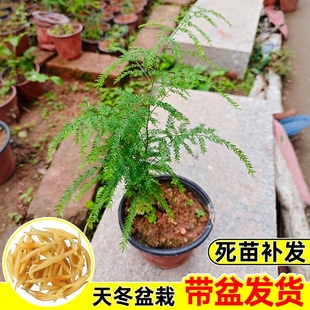 天冬苗天冬特级一等品药材绿植室内盆栽耐寒喜阴四季 常青天门冬苗