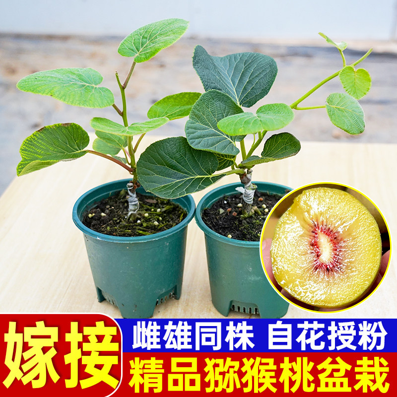 正宗猕猴桃苗原土带叶带花庭院种植地栽嫁接红心软枣猕猴桃树果苗