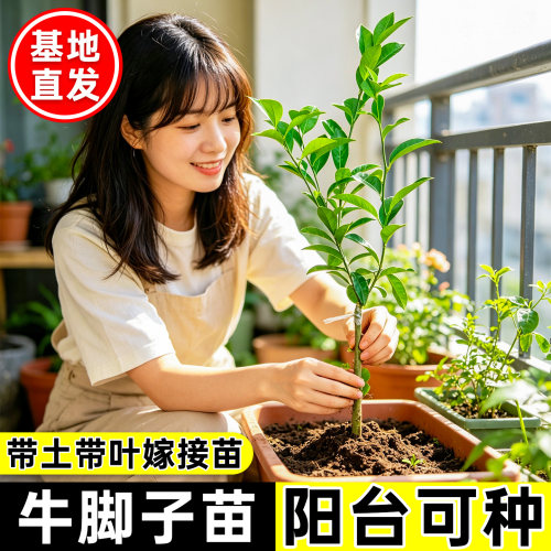 土柠檬树苗广西本地牛脚子嫁接苗盆栽地栽当年结果南方种植果树苗
