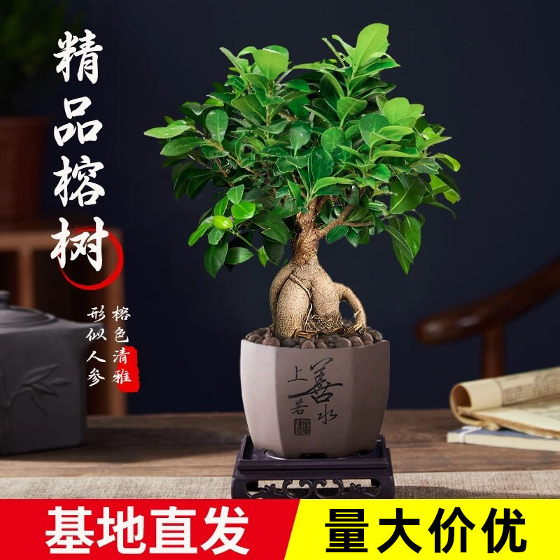 人参榕树苗老桩金钱榕室内四季常青植物书房桌面中式禅意小盆景