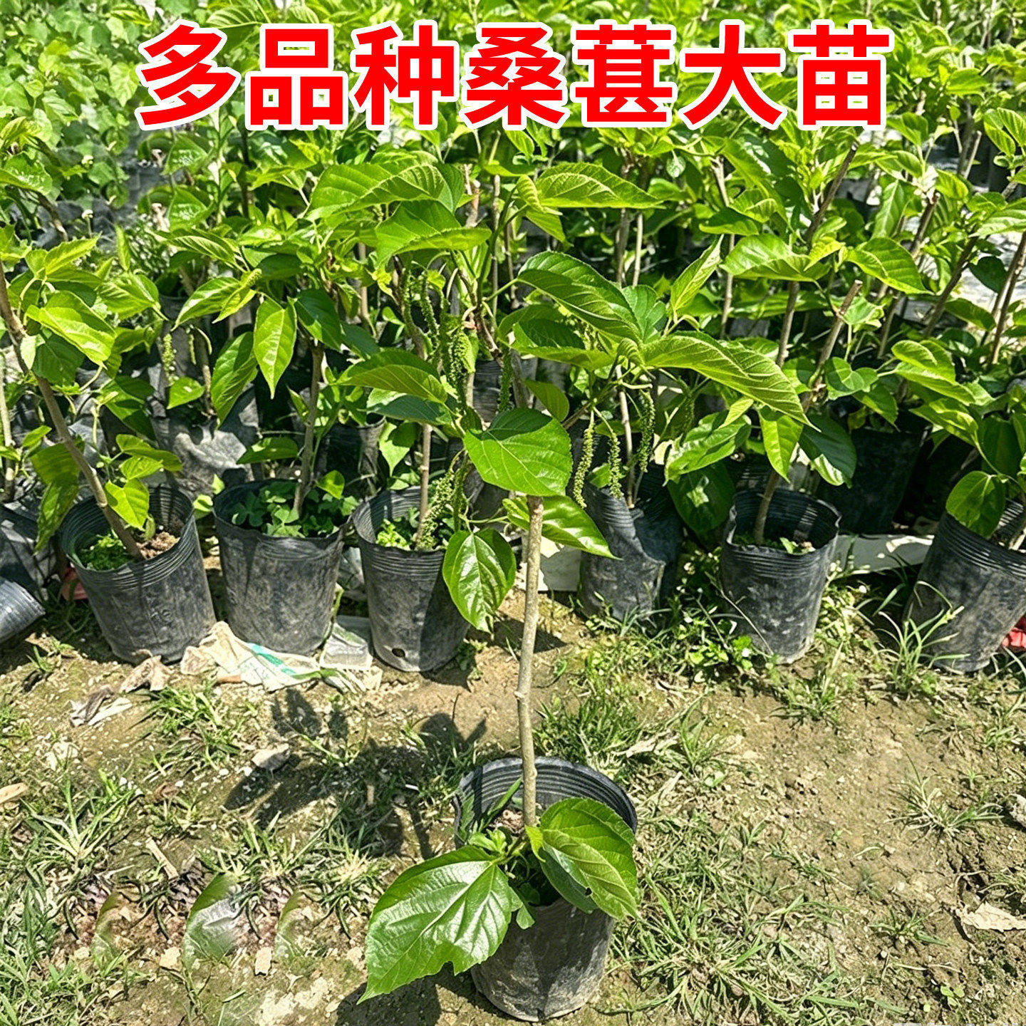 正宗桑葚果树桑果四季台湾大十长果大果桑子盆栽庭院阳台种植果树