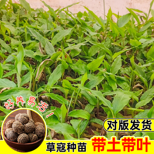 广西草豆蔻草寇草苗子盆栽带土易活热带植物中草药带土发货