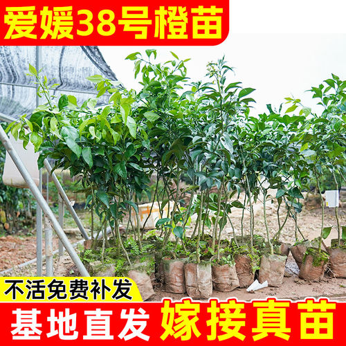 正宗四川爱媛38号树苗果树苗红美人爱媛30号早熟柑橘苗爱媛橙子苗