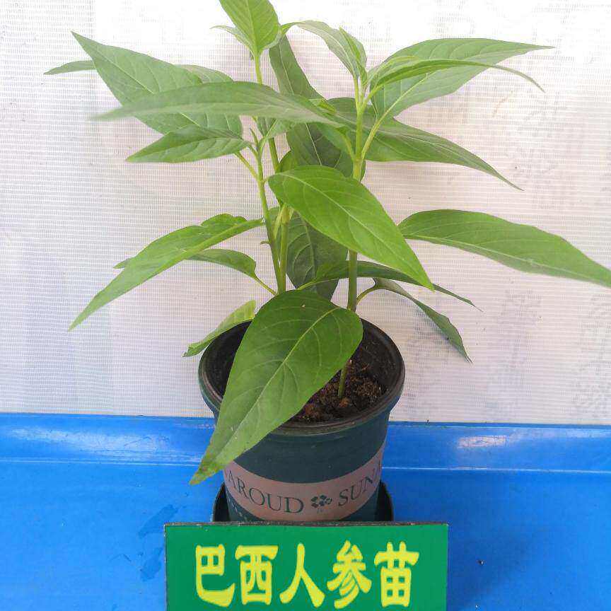 正宗巴西人参树苗带土带盆