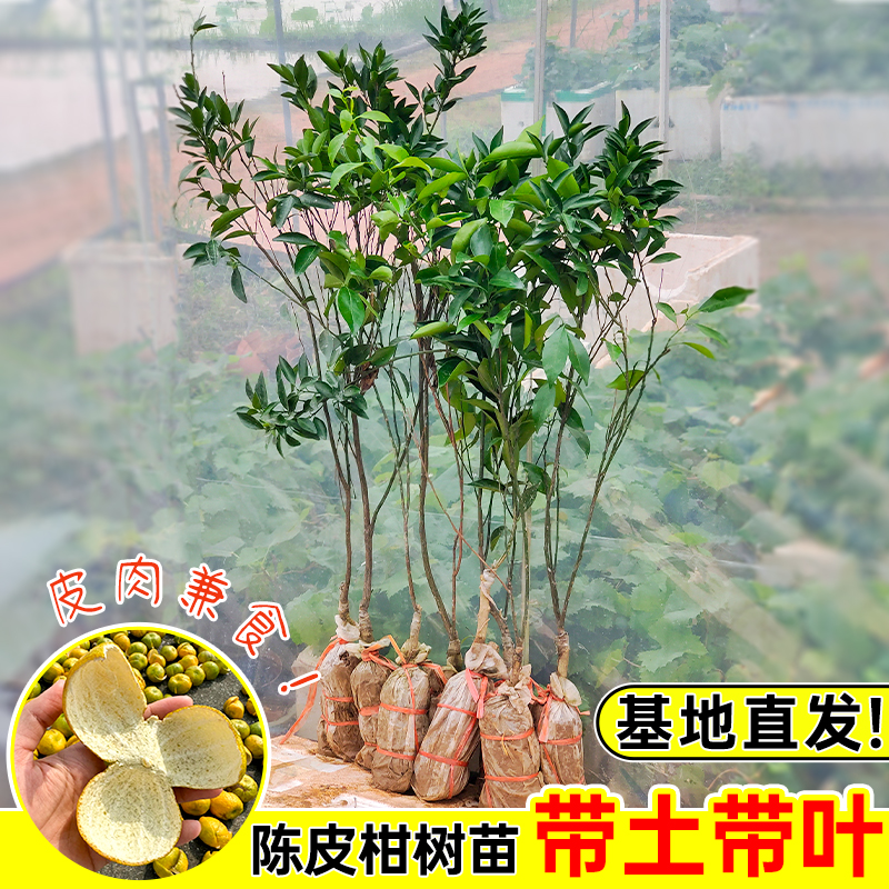 正宗新会陈皮柑树苗小青柑