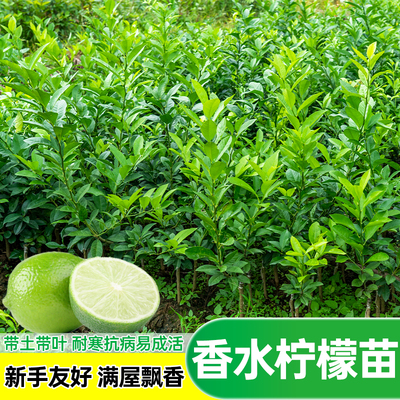香水柠檬树苗带土带叶包成活