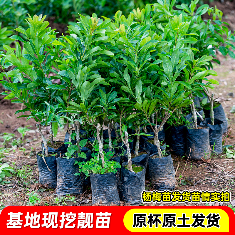 杨梅树苗正宗黑炭东魁杨梅嫁接苗树盆栽南方地栽当年结果特大杯苗