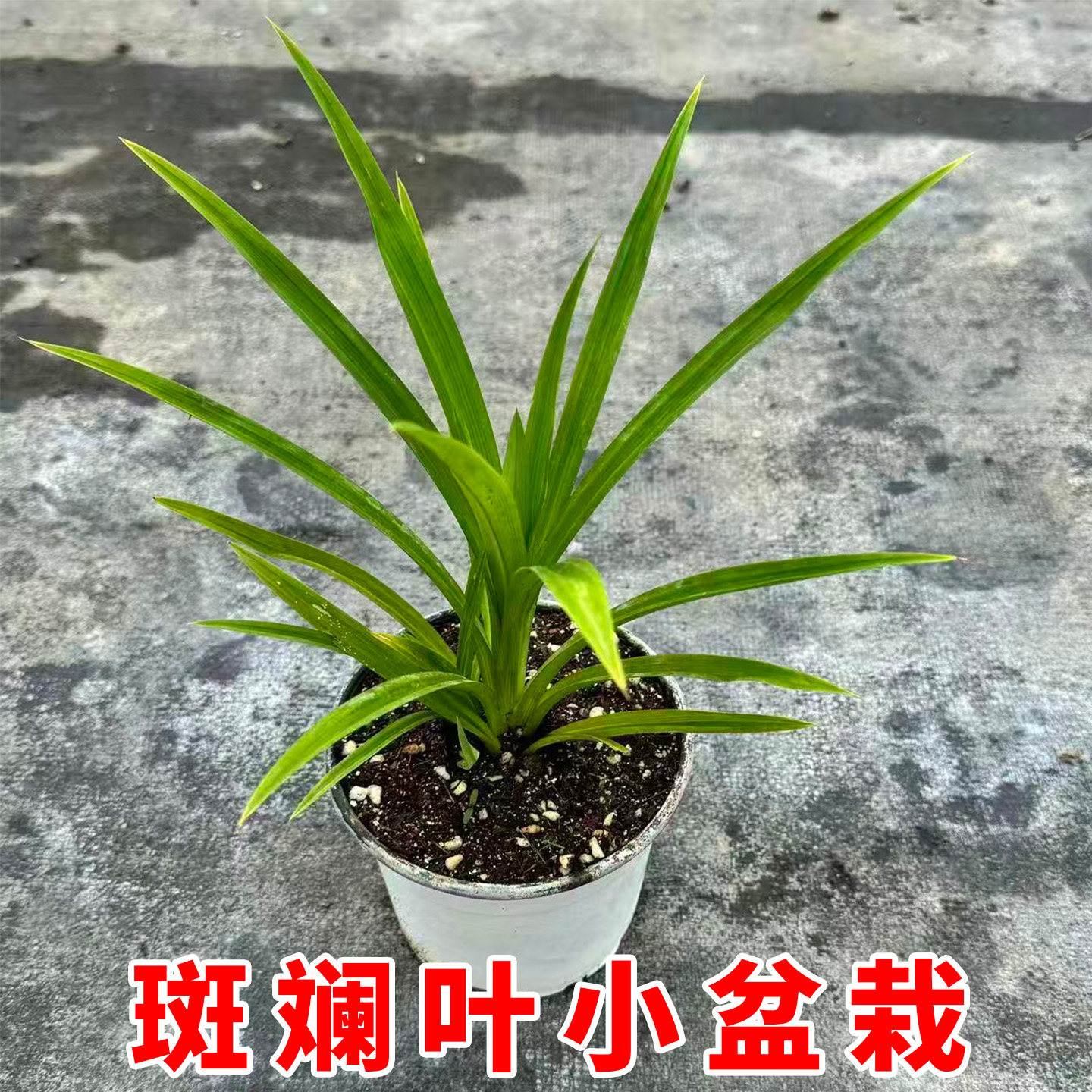 斑斓叶香兰叶盆栽居家食用烘焙奶茶糯米饭糕点调味香露兜绿植盆栽