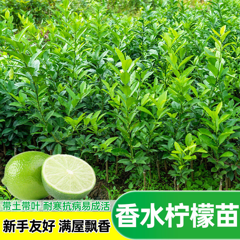 柠檬树苗广东香水柠檬无籽青柠檬尤克力黄柠檬苗室内外盆栽南北种