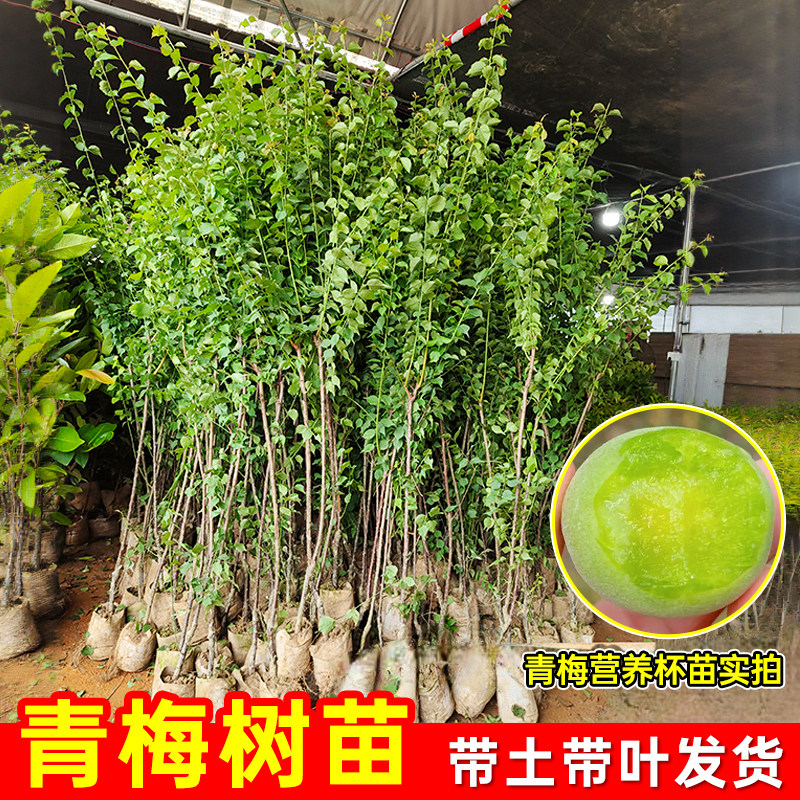 青竹梅果树青梅树苗南方种植盆栽地栽嫁接良种泡酒酸梅树带土带叶
