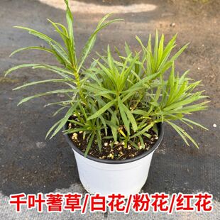 千叶蓍草盆栽欧蓍草一枝蒿蜈蚣草花园药用粉花消炎食用千叶蓍草苗