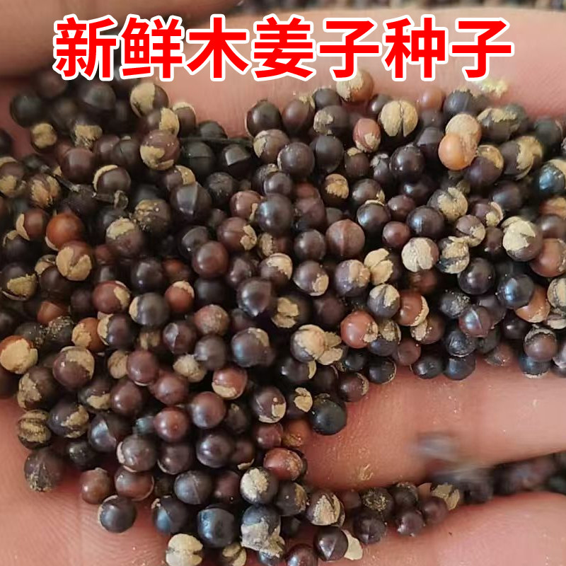 正宗改良木姜子种子山苍子浆子种山胡椒庭院中草药材种苗阳台种植