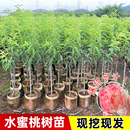 精品水蜜桃树果苗嫁接桃树苗黄桃树苗当年结果南北方种植带土带叶