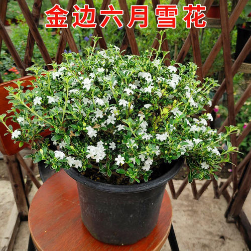 金边六月雪花苗盆栽老桩盆景阳台庭院种植多年生好养花卉基地直发