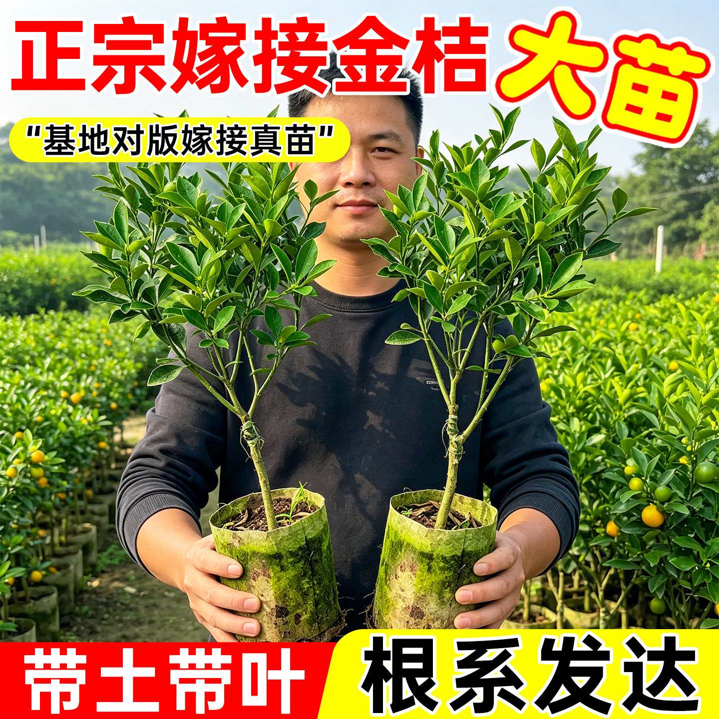 脆皮金桔树苗带土带叶嫁接高产