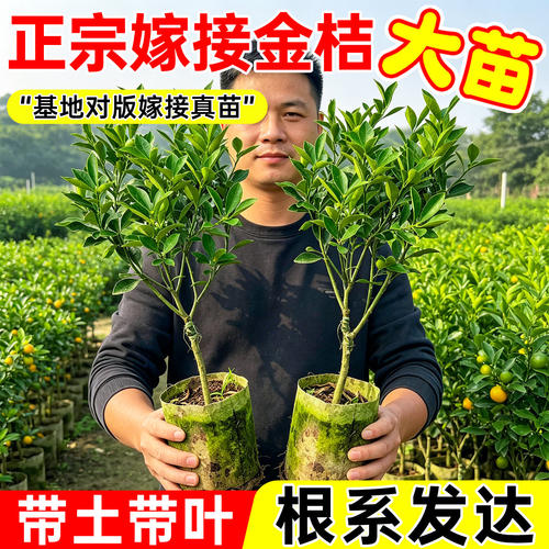 脆皮金桔树苗带土带叶嫁接高产