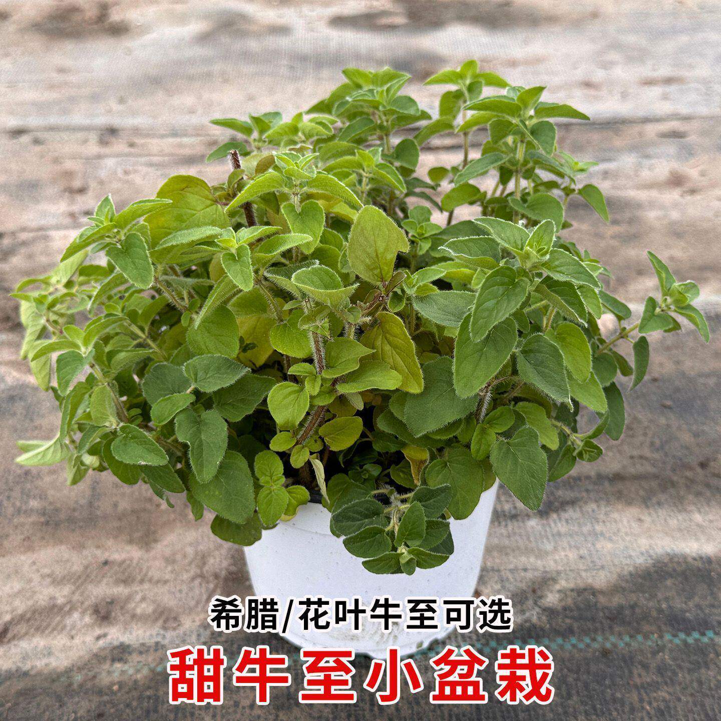 牛至盆栽可食用中草药香草室内桌面小型绿植希腊牛至花叶牛至盆栽