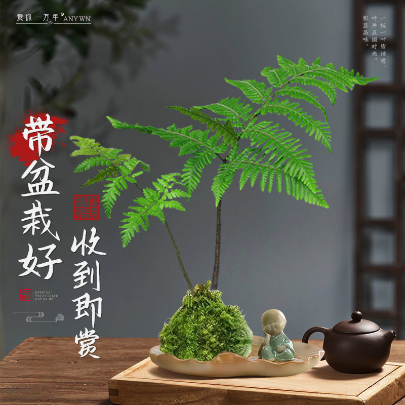 水培植物蕨类盆栽红磷蕨苔藓球一叶蕨室内耐阴新中式禅意盆景绿植