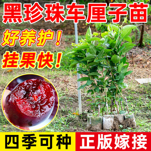 正宗车厘子树苗嫁接苗
