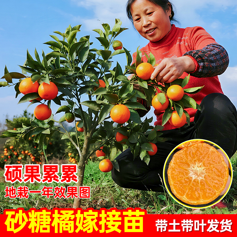 嫁接砂糖橘树苗盆栽地栽无籽砂糖橘南方北方四季种植当年结果大果