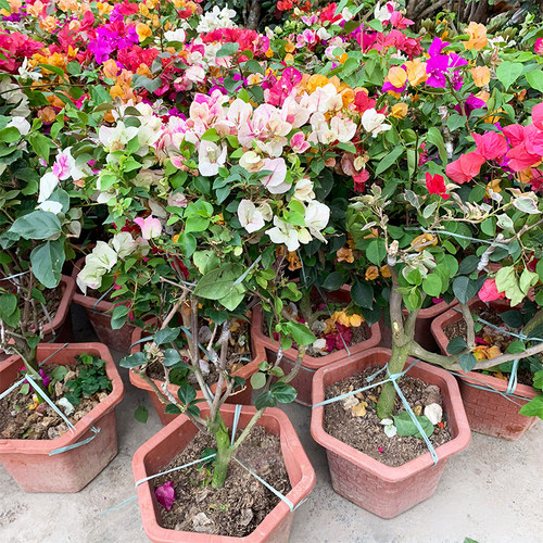 三角梅苗四季开花植物盆栽大苗爬藤重瓣植物室内阳台庭院树苗绿植
