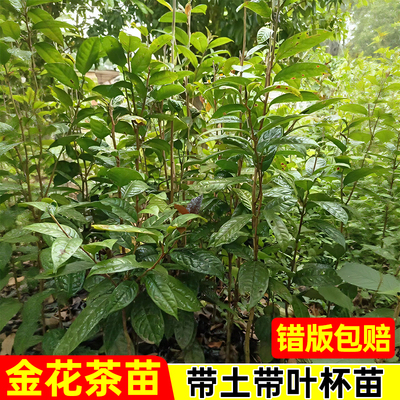 防城金花茶树苗种植苗精品苗