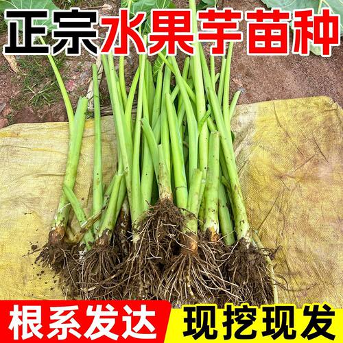 正宗水果芋苗根系发达现挖现发芋头芋苗种苗芋苗酸专吃芋苗梗腌制