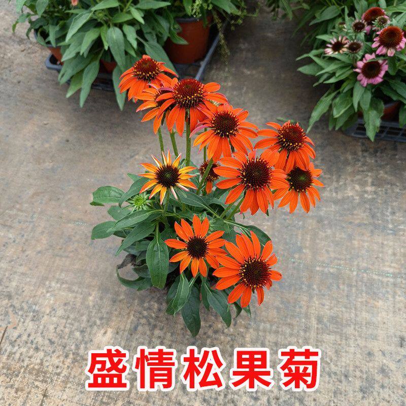 盛情松果菊盆栽花多年生宿根庭院花园地被花镜植物耐热耐寒花期长