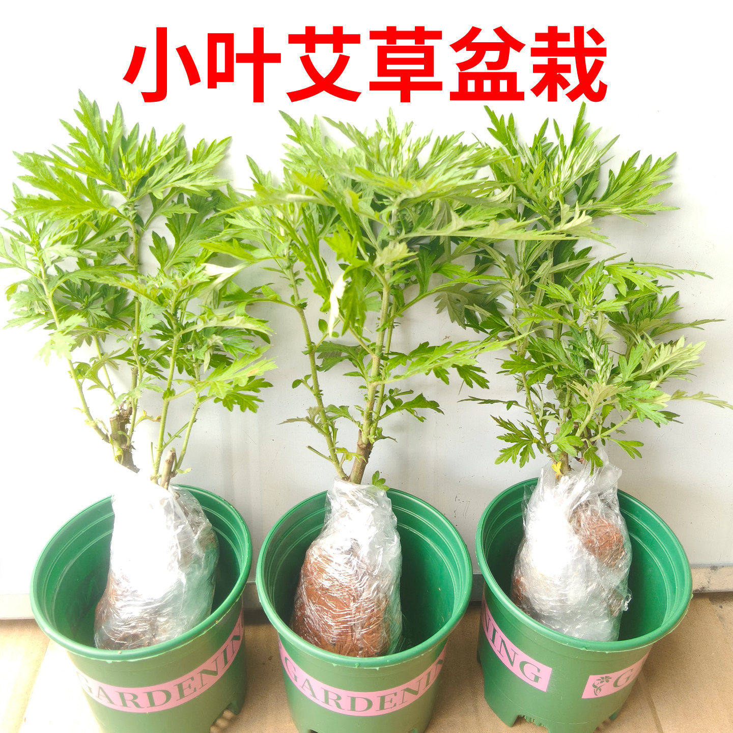 艾草苗农村小叶食用艾草甜艾苗庭院四季种植种苗艾苗中草药种植苗