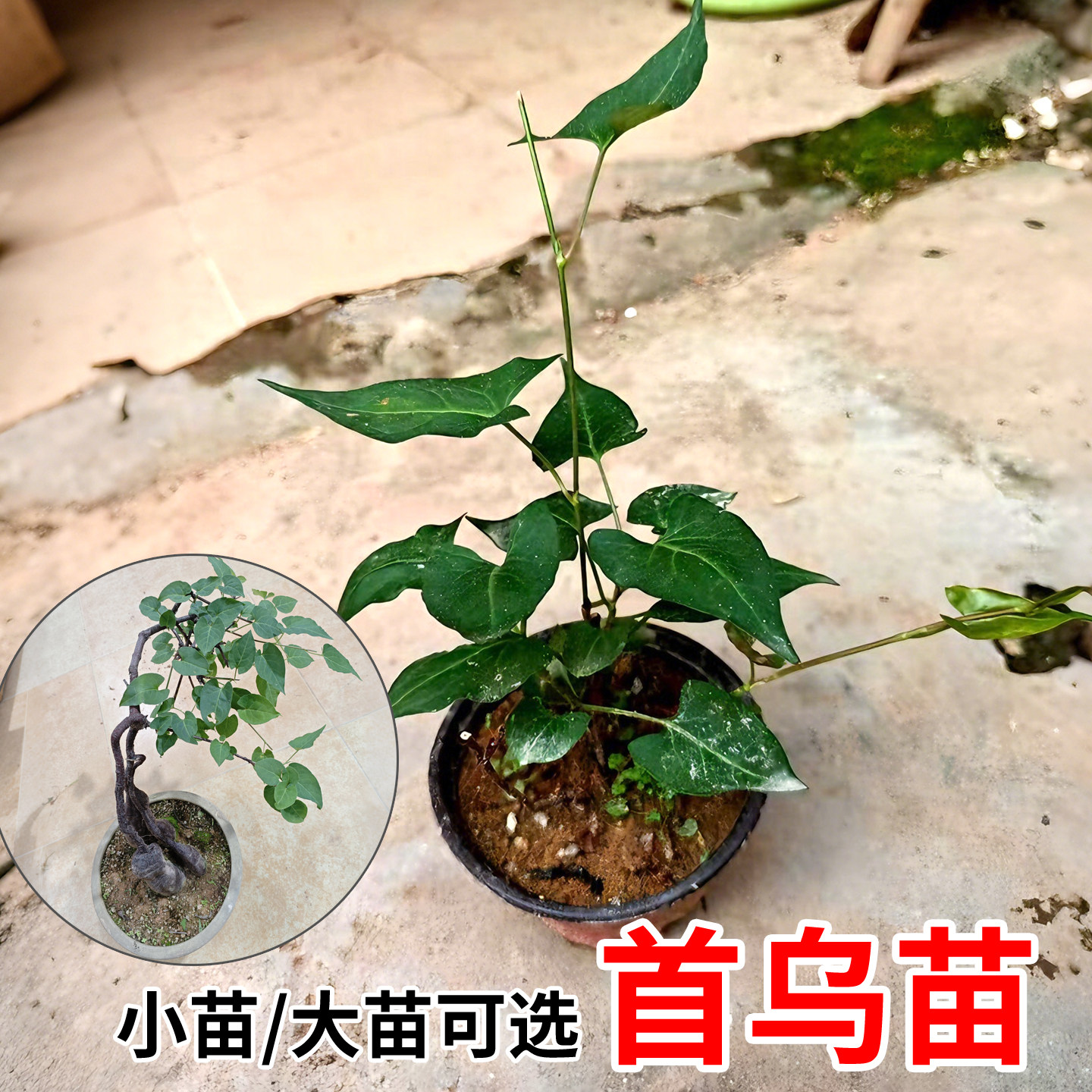 野外生何首乌苗盆栽绿植爬藤