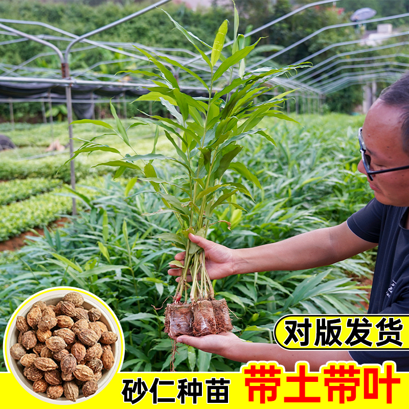 砂仁种苗现挖现发本地品种