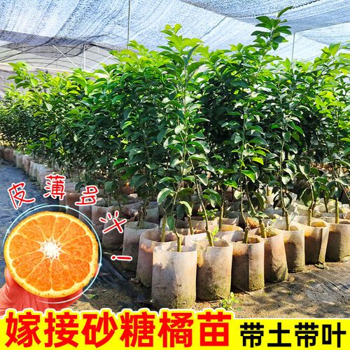 砂糖橘树苗带土带叶包成活