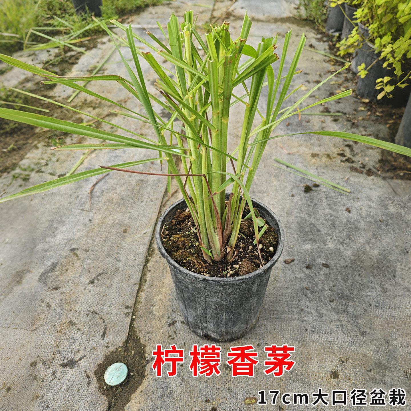 柠檬香茅可食用多年生香草绿植物盆栽柠檬草冬阴功汤煮茶基地直发