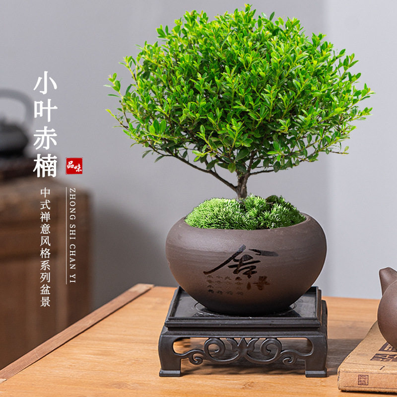 小叶赤楠老桩盆栽盆景植物室内花卉办公室桌面小绿植好养四季