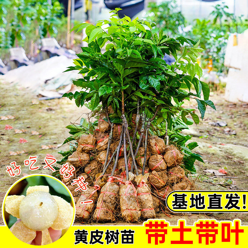 黄皮树苗带土带叶包成活