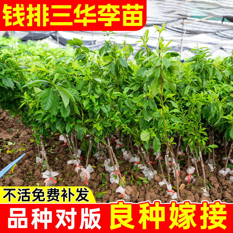 嫁接钱排银妃三华李苗早晚熟美李子树苗当年结果南北方种植蜂糖李