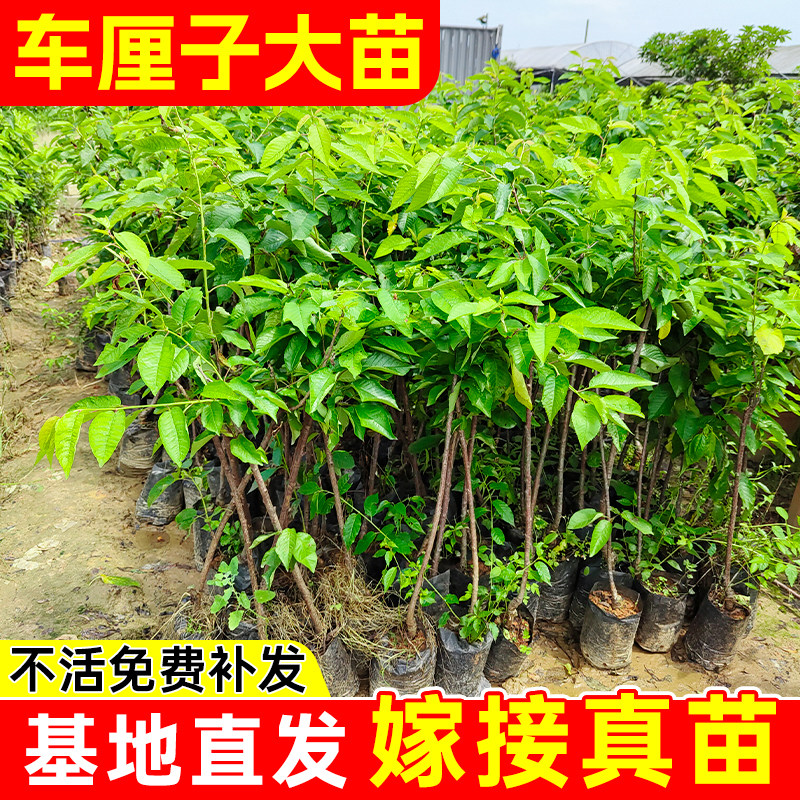 车厘子树苗樱桃苗树南方北方四季种植盆栽庭院果树樱桃树大樱桃苗