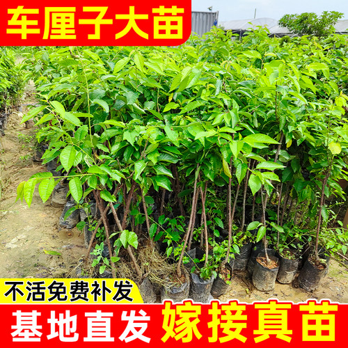 车厘子树苗樱桃苗树南方北方四季种植盆栽庭院果树樱桃树大樱桃苗