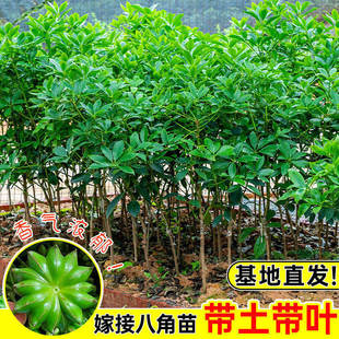 正宗嫁接八角树苗盆栽地栽四季种植带土带叶大红八角苗南北方可种