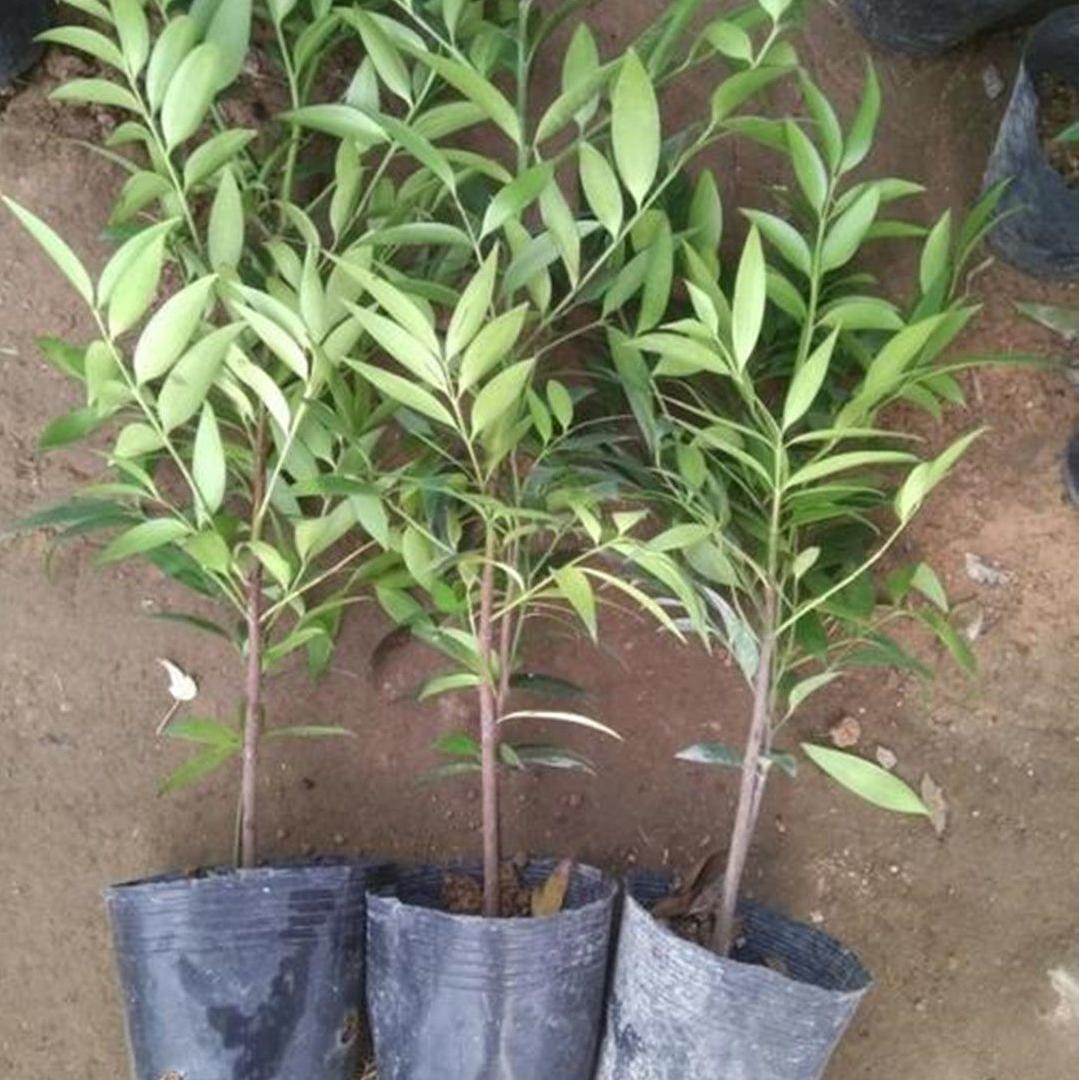 水培竹柏驱蚊植物绿植室内盆栽