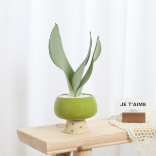 白玉虎皮兰桌面绿植室内小盆栽含花盆好养活净化空气装饰植物