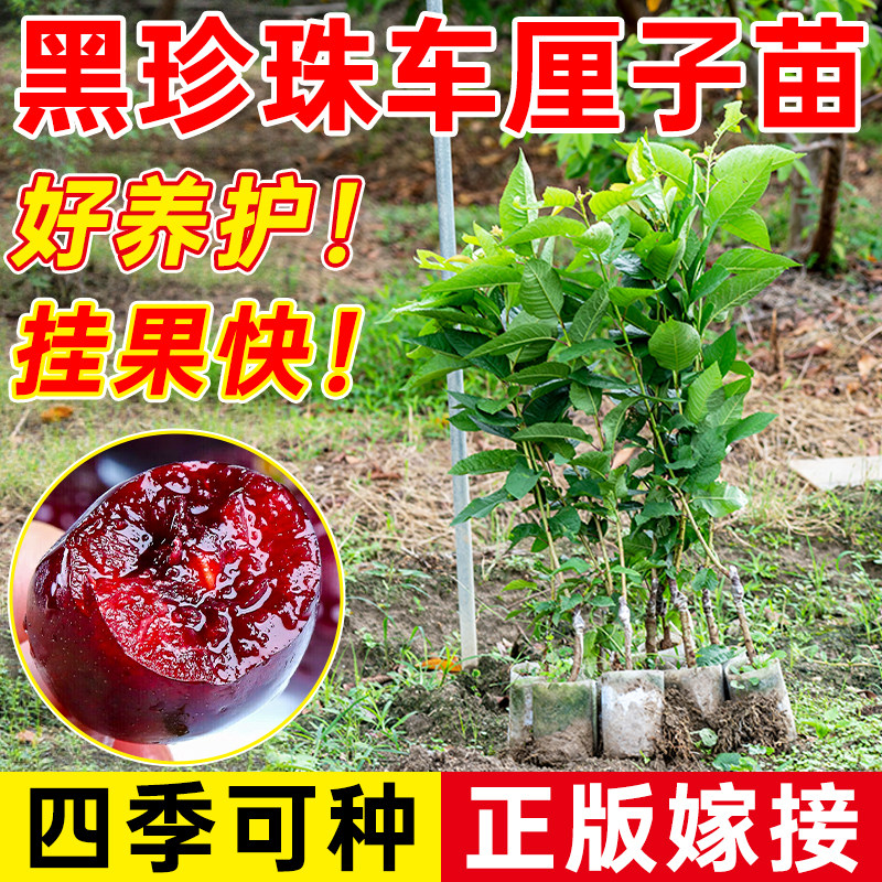 正宗车厘子树苗嫁接果大果苗盆栽地栽四季种植樱桃树苗车厘子树苗