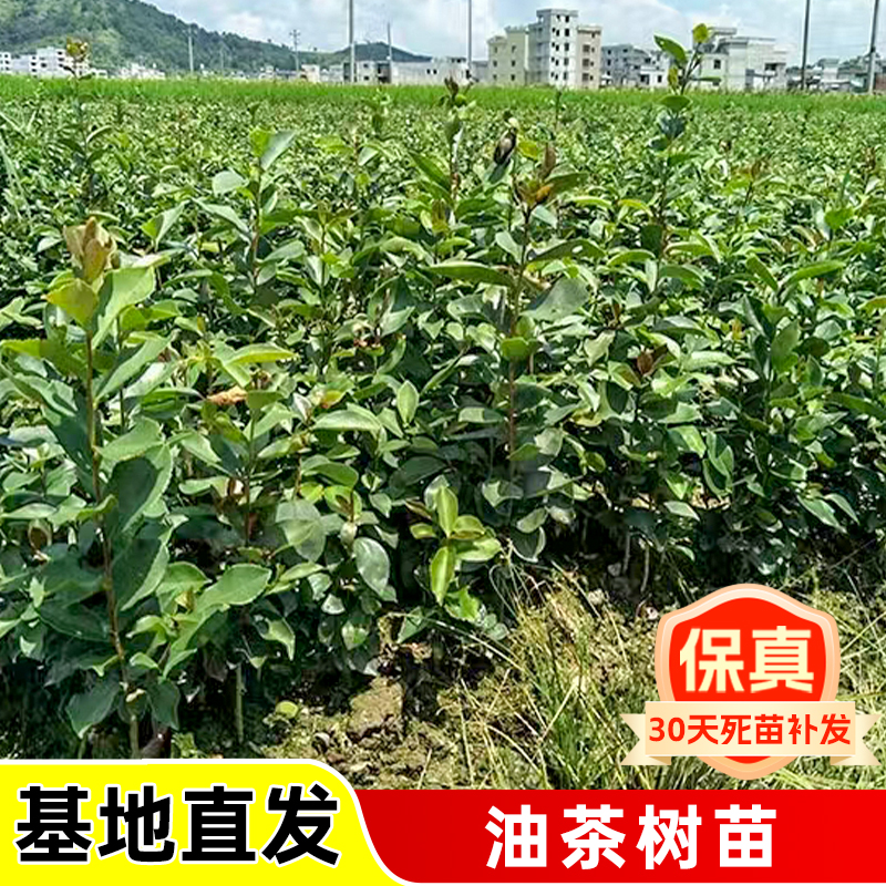 广西正宗软枝油茶树苗嫁接油茶白花油茶树茶籽树油茶实生树苗种植
